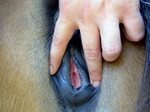 Animal Porn and Beastiality Image Board - Post 40710: closeu